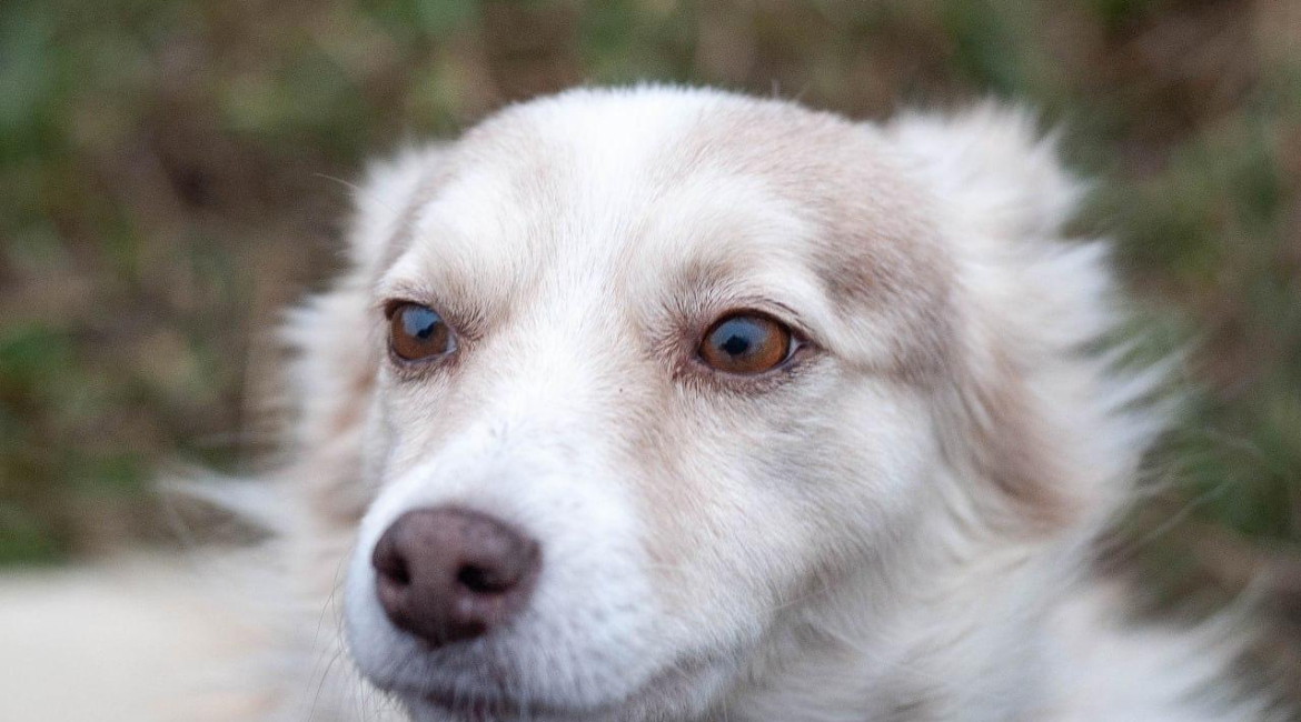 Chiens à adopter